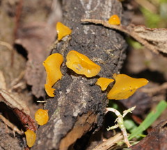 Heterotextus miltinus