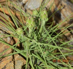 Scorzonera angustifolia