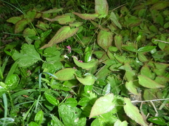 Epimedium × rubrum