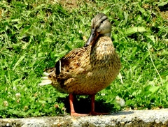 Anas platyrhynchos