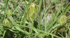 Scorzonera angustifolia