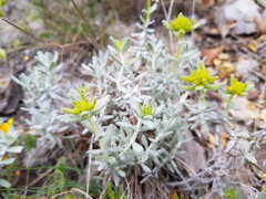 Teucrium aureum