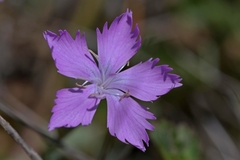 Dianthus gallicus