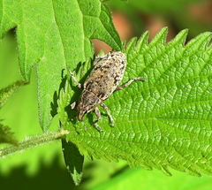 Asproparthenis punctiventris