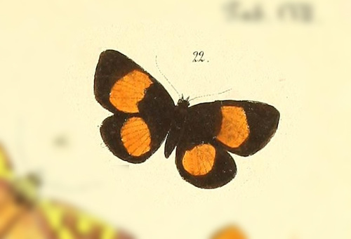Callidula plagalis · iNaturalist