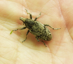 Asproparthenis punctiventris