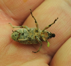 Asproparthenis punctiventris