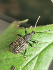 Otiorhynchus sulcatus