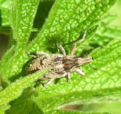 Asproparthenis punctiventris