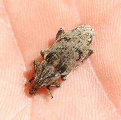 Asproparthenis punctiventris