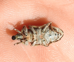 Asproparthenis punctiventris