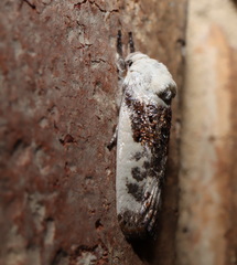 Cryptophasa albacosta