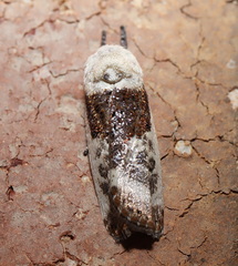 Cryptophasa albacosta