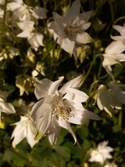 Aquilegia