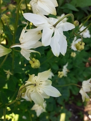 Aquilegia