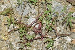 Hippocrepis ciliata