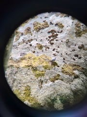 Sitta europaea europaea