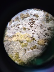 Sitta europaea europaea