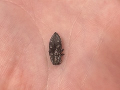 Chrysobothris merkelii