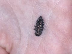 Chrysobothris merkelii