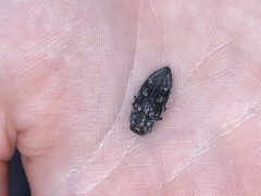 Chrysobothris merkelii