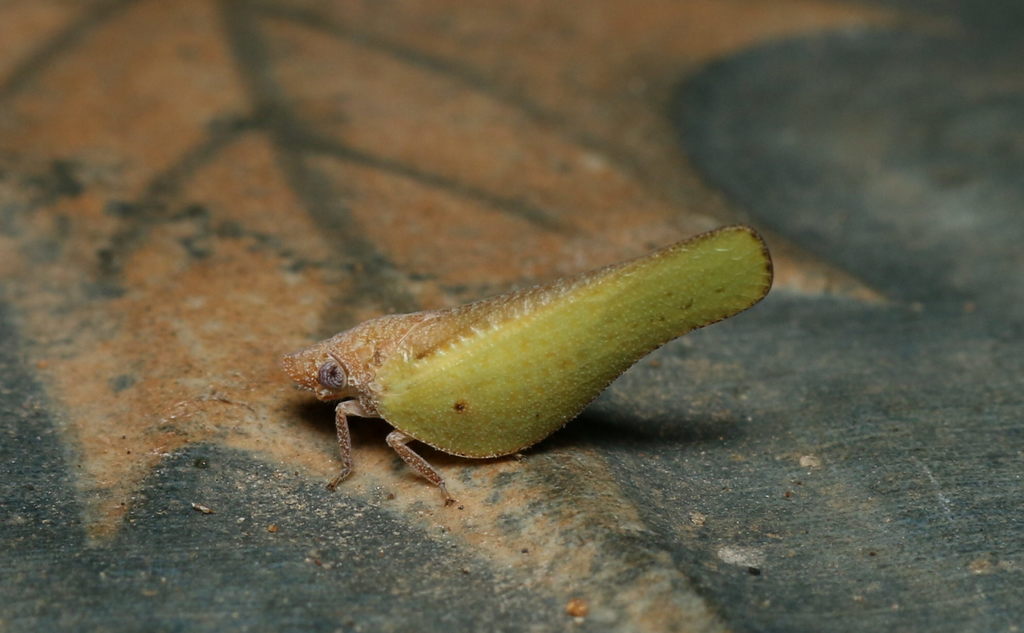 Forculus
