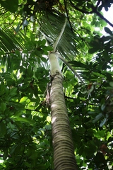 Pinanga tashiroi