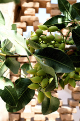 Pistacia vera