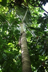 Pinanga tashiroi