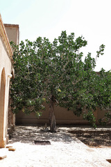 Pistacia vera