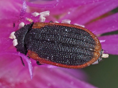 Melyris rufomarginata