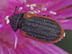 Melyris rufomarginata