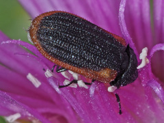 Melyris rufomarginata