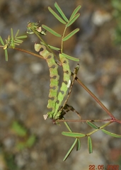 Hippocrepis ciliata