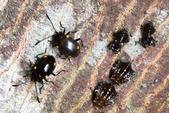 Sinocymbachus humerosus