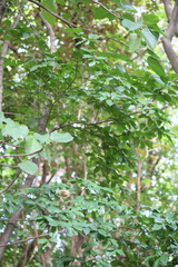 Diospyros kotoensis