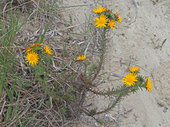 Oedera capensis
