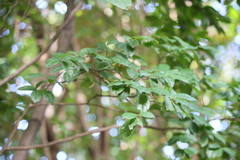 Diospyros kotoensis