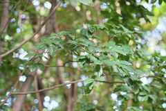 Diospyros kotoensis