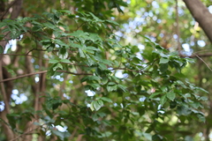 Diospyros kotoensis