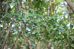 Diospyros kotoensis