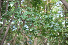 Diospyros kotoensis