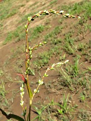 Persicaria hydropiper image