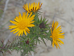 Oedera capensis