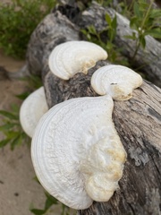 Trametes warnieri