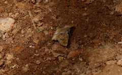 Caprona ransonnettii