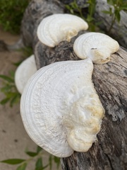Trametes warnieri