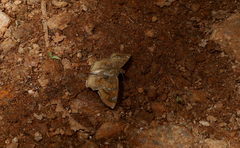 Caprona ransonnettii