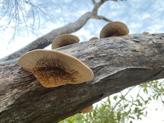 Trametes warnieri