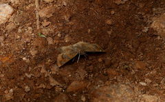 Caprona ransonnettii
